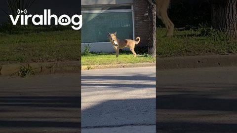 Canine Already On Morning's First Bottle || ViralHog