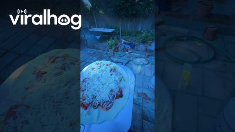 RIP(izza) || ViralHog