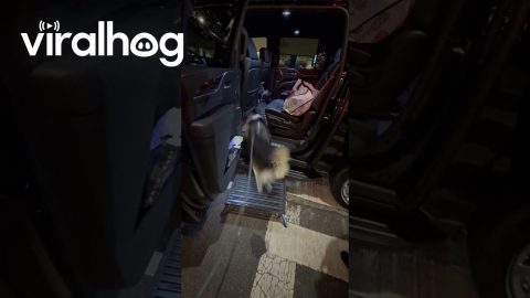 Corgi Has His Own Driver || ViralHog