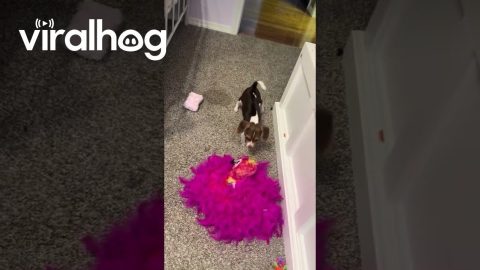 Puppy Doesn't Trust Toy Flamingo || ViralHog