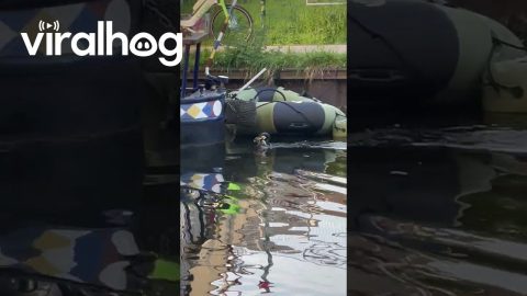 Bird Eating an Eel || ViralHog