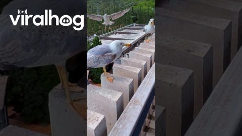 Seagulls Laugh at Their Clumsy Friend || ViralHog