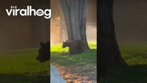 Bear Cub Cools Off With Sprinklers || ViralHog