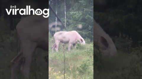 Rare Sighting of Leucistic Moose Cow and Piebald Calf || ViralHog