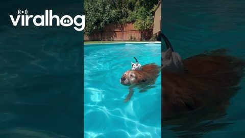 Cat Rides on Swimming Dog’s Back || ViralHog
