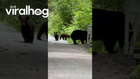 Black Bear Triplets Cross Bridge || ViralHog