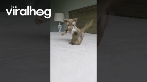 Adorable Short-Legged Minskin Kitten || ViralHog