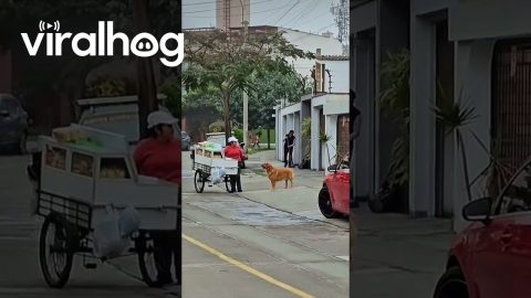 Golden Asks for Bread Every Morning || ViralHog