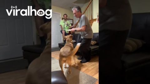 Birthday Dog Blows Out His Candle || ViralHog