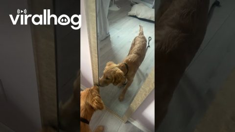 Golden Puppy Gives Reflection Friendly Boops || ViralHog