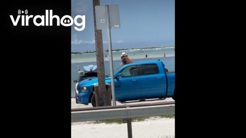 Dog Scopes Out the Beach in a Sun Hat || ViralHog
