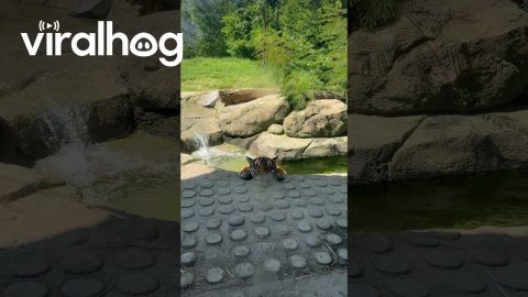 Tiger Cooling Off || ViralHog