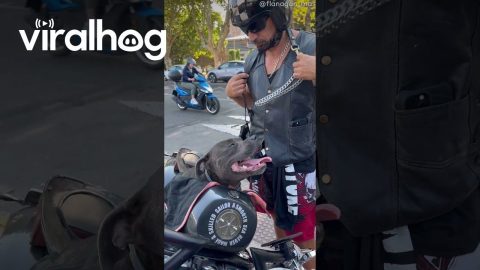 Staffy Motorista || ViralHog
