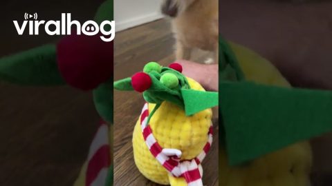 Diva Dog Loves to Dance || ViralHog