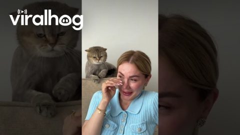 When Your Cat Doesn't Like Your Friend || ViralHog