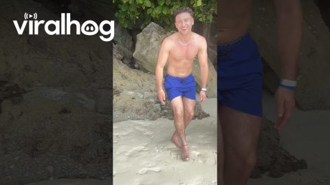 Man Sits With Monkeys on the Beach || ViralHog