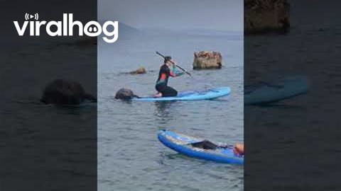 Seal Flops Aboard Passing Paddleboard || ViralHog