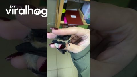 Holding a Little Bat || ViralHog