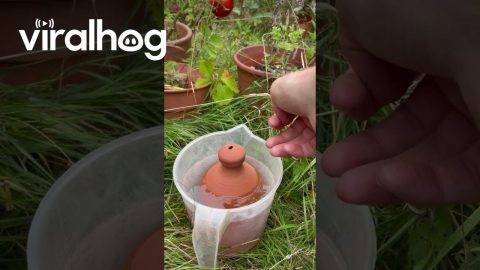 Thumb-Controlled Watering Pot || ViralHog