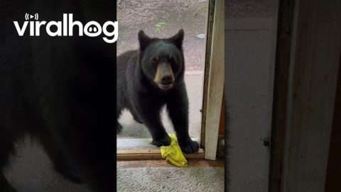Little Black Bear Cub Steals My Dust Cloth || ViralHog