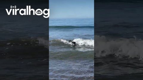 Dog Meets a Seal at the Beach || ViralHog