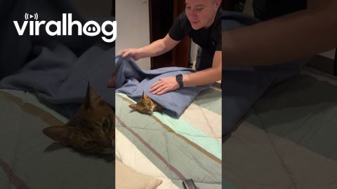 Cat Wrapped Cozily In Bedtime Blanket || ViralHog