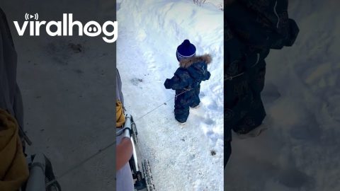 Puppy in a Stroller and Child on a Leash || ViralHog