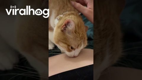 Cat Biting Belly Button Ring || ViralHog