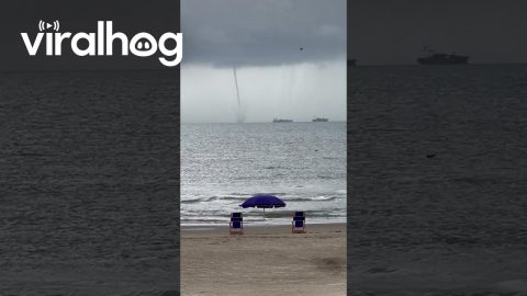 Pelicans Dive Into Ocean in Front of Towering Waterspout || ViralHog