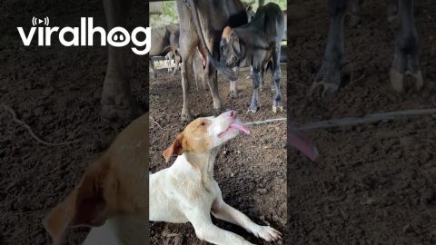Dogs Laps Up Long-Distance Milk Spray || ViralHog