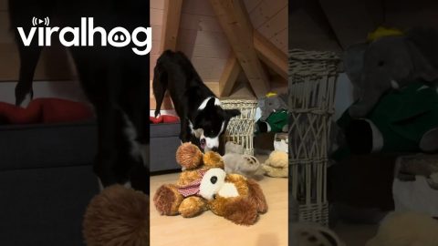 Simba Tidies Up Before Going To Bed || ViralHog