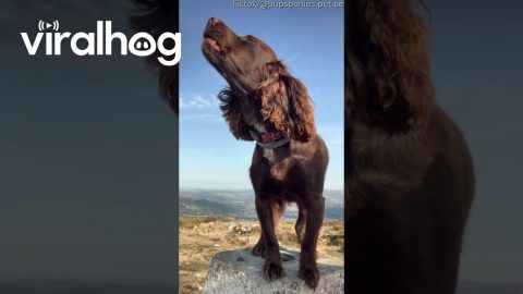 Cocker Spaniel Sings Atop Blorenge Mountain || ViralHog