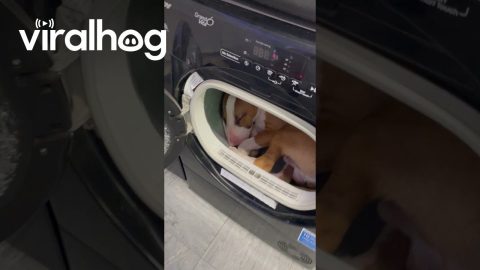 English Bull Terrier Takes Warm Dryer Nap || ViralHog