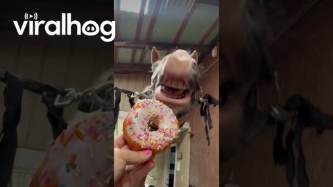 Golden Horse Given Sprinkled Doughnut || ViralHog