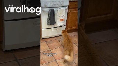 Orange Cat Doesn't Trust Orange Cat Towel || ViralHog