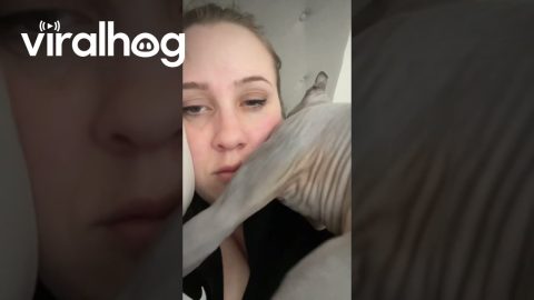 Just Trying to Nap in Peace || ViralHog