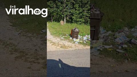 Happy Dog Stands On Trash Pile || ViralHog