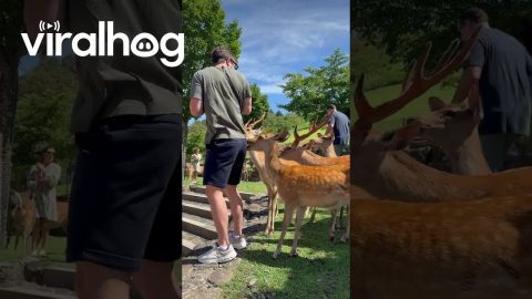 Nara Deer Nibbles At Man's Back Pocket || ViralHog