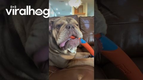 Bulldog Totally Lost in the Sauce || ViralHog