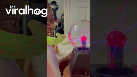 My Veiled Chameleon Anubis Learning to Touch the Plasma Globe || ViralHog