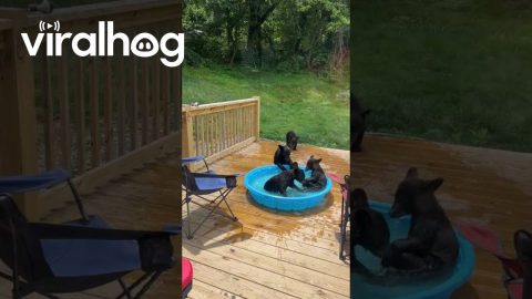 Four Cubs Play Fight in Kiddie Pool || ViralHog