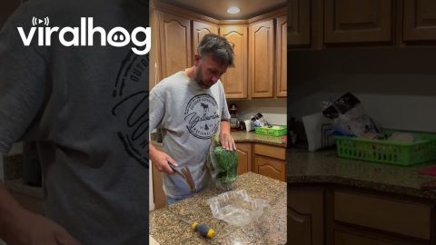 Skull from Cache Valley Giant Pumpkins || ViralHog