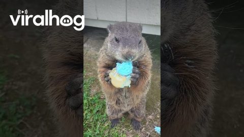 Puddles the Groundhog Eats Potluck Cupcake || ViralHog