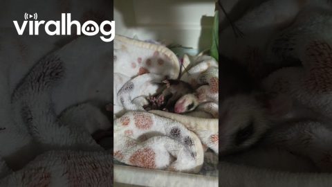 Buzz Is Out for the Count || ViralHog