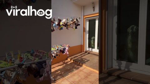Trying to Wash My Dog's Toys Without Him Noticing || ViralHog
