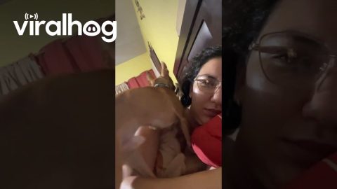 Chihuahua's Love to Sleep on Their Owners' Neck || ViralHog