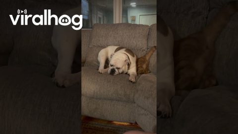 Bulldog Cuddles Bewildered Cat || ViralHog