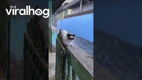 Masked Cat Watches Flooded Street || ViralHog