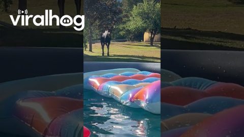 Young Bull Moose Walks Past Inflatable Pool || ViralHog