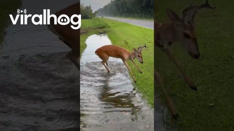 Deer Plays in Puddle After Rain || ViralHog